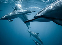 LPL赛事现场-Junjia：其实我的惩戒也还行